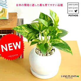 ポトス（オーレア） 白色 丸形 陶器鉢 鉢植え 鉢 陶器 苗 苗木 観葉植物 オウゴンカズラ 白 ホワイト 丸 ラウンド ボール 送料無料