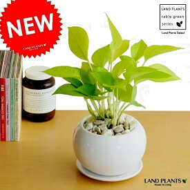 楽天市場 ライム ポトス 花 観葉植物 花 ガーデン Diy の通販