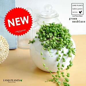 NEW!!�@�O���[���l�b�N���X�@���F�ۓ��픫�ɐA�����@�����A���@�y�y�M�t_�̂��z�y�y�M�t_�̂������z�y�y�M�t_���b�Z�z�y�y�M�t_���b�Z���́z�@�O���[���s�[�X�@�ϗt�A���@Senecio rowleyanus�@
