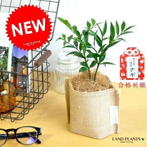 т̖؁@(iM)@܂̔Jo[Zbg@FOŘ_؁@iM̖؁@ AT  Cannabis ϗtA@̖؁@iM@  t OɎg