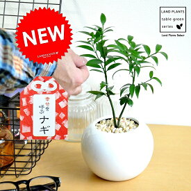 楽天市場 植物 ナギの通販