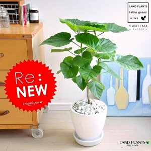 ウンベラータ(ショート) 白色 エッグ型 ラウンド陶器鉢 【白色・受皿・育て方】 フィカス・ウンベラータ ホワイトカラー 8号ウランベータ 日傘 ハートリーフ ゴムノキ ゴムの