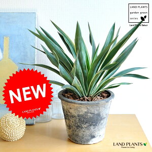 ���b�J�i�O�����I�[�T�F������j �D�F���X�|�b�g���ɐA�����@���b�J���A���@MOSS POT�@�����E�[�c�����@�h���Z�i���b�J�@�h���Z�i�@�h�V�̓��@�|�C���g�����@�ϗt�A��