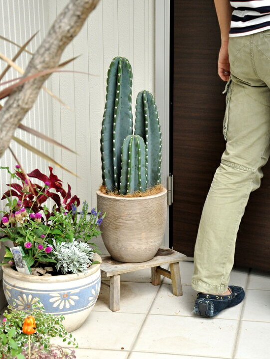 楽天市場 柱サボテン デザインの良いテラコッタ鉢の鉢植え サボテン セレウス 鉢セットお買い得 カクタス C4カクタス 敬老の日 ポイント消化 観葉植物 Land Plants 楽天市場店