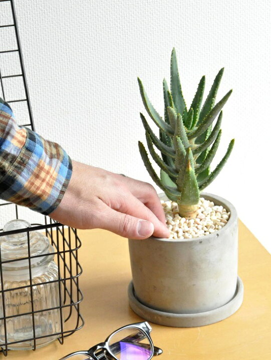楽天市場 アロエ ディコトマ セメント シリンダー型 陶器鉢 世界最大のアロエの木 卓上で育てるアロエコンクリpot 薬草 観葉植物 鉢植え 苗 苗木 アロエベラ デコトマ バルコニスト Land Plants 楽天市場店