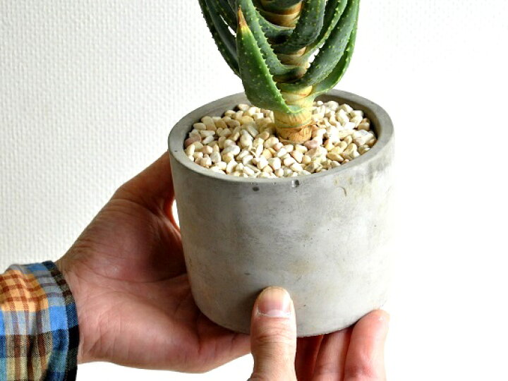 楽天市場 アロエ ディコトマ セメント シリンダー型 陶器鉢 世界最大のアロエの木 卓上で育てるアロエコンクリpot 薬草 観葉植物 鉢植え 苗 苗木 アロエベラ デコトマ バルコニスト Land Plants 楽天市場店