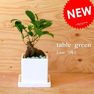 ������܂� × �R���p�N�g �L���[�u�^ ���픫 SS�T�C�Y