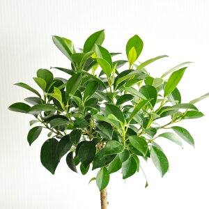 y󏭁z xW~ tBJXiiij F ی^ 픫 y؃uEMEĕz gsA[d X^_[hd {[ xW~i xW~ ii xW~i tBJ