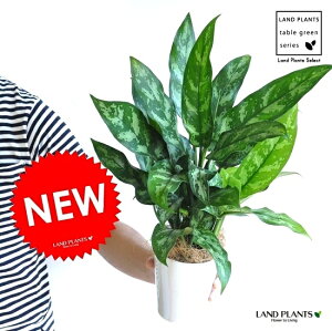 アグラオネマ 観葉植物の人気商品 通販 価格比較 価格 Com
