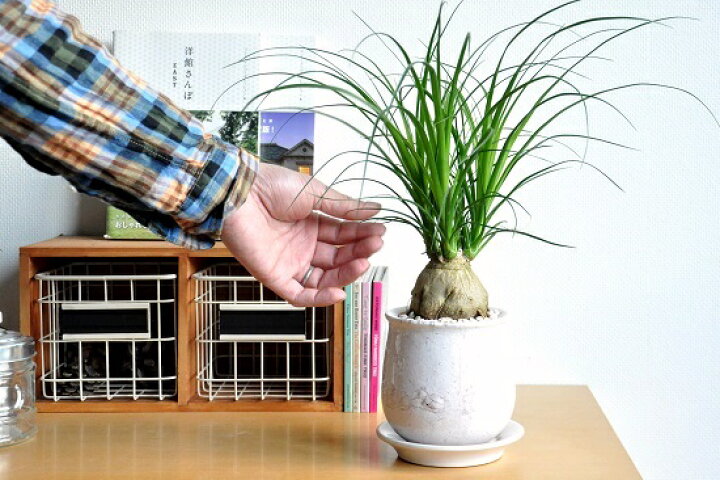 おしゃれ 観葉植物 ポニーテール トックリラン ノリナ 鉢植え 受皿付 正規品販売