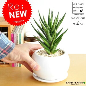 TXxAitVV[j F ی^ 픫 yVRӐ΁EMz TZxA@E[c