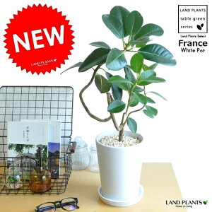 tXSitȂj F X^ g[픫 MTCY 1 yF΁EMz S S̖ tBJX rLm[T rMm[T Ficus rubiginosa