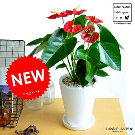 楽天市場 アンスリウム 白の通販