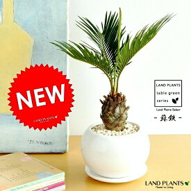 楽天市場 ソテツ 観葉植物の通販