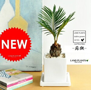 \ec@F@L[u@STCY@TCY@hS@|Cg@ϗtA