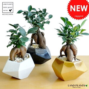 y3J[zKW}ij |S^ p` 픫 ie1FjyF΁EMEĕz ܂ K̎ 삪h A  c c    ubN zCg CG[