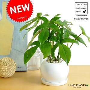 bRJYizFt_j F ی^ 픫 1 yMEF΁z tBfh tBfht_  gbRJY z z Philodendron eFloridaf