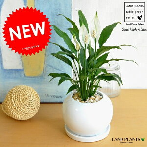 XpeBtBiԁj F ی^ 픫 yF΁EMz zCg ̔Ԃ炩A c   XpeB   A  {[ ϗt ϗtA