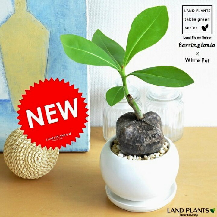 楽天市場 New バーリングトニア 白色大丸型陶器鉢に植えた 碁盤の足 漂流植物 楽ギフ のし 楽ギフ のし宛書 楽ギフ メッセ 楽ギフ メッセ入力 大きな種 Barringtonia Acutangula マングローブ アクタンギュラ ゴバンノアシ Land Plants 楽天市場店