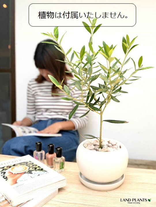 楽天市場】【植木鉢】 大丸 陶器鉢 白色 【植木鉢・受皿・鉢底石・鉢底 