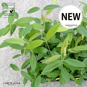 yP[X̔z }[g 4 c|bgi12Zbgj c c  A A  n[u fBJn[u A}es[  }[g Vg[ CtGU  R