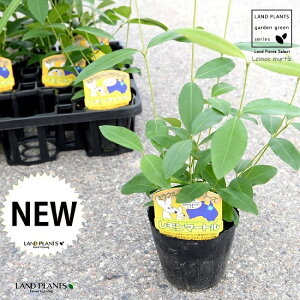 yP[X̔z }[g 4 c|bgi12Zbgj c c  A A  n[u fBJn[u A}es[  }[g Vg[ CtGU  R