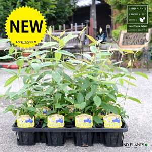 yP[X̔z }[g 4 c|bgi12Zbgj c c  A A  n[u fBJn[u A}es[  }[g Vg[ CtGU  R