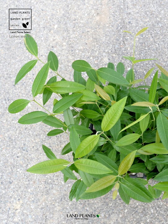 楽天市場 ケース販売 レモンマートル 4号 苗ポット 12個セット 苗 苗木 鉢 鉢植え 植木 庭木 ハーブ メディカルハーブ アロマテラピー レモン マートル シトラール インフルエンザ 感染症 コロナウイルス 観葉植物 観葉 業販 卸 卸売り ケース売り Land Plants
