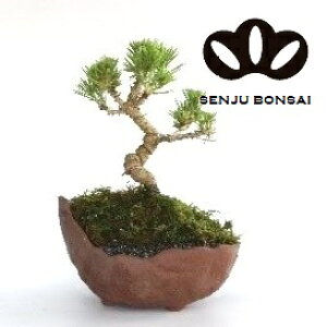 y~́z ~ BONSAI ̖؁i~JN}cFO͍j 6 a ό` 1 }c  ̖ Pinus thunbergii Japanese Black Pine