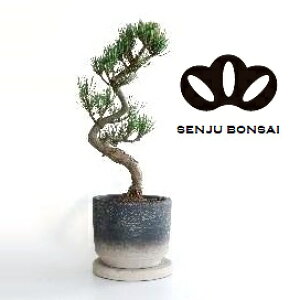 y~́z ~ BONSAI ̖؁iܗtFSE}cjȂ 5 c[g 픫 1 }c  ̖ Pinus parviflora Japanese White Pine