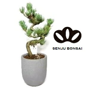 y~́z ~ BONSAI ̖؁iܗtFSE}cjȂ 5 DF Eh 픫 1 }c  ̖ Pinus parviflora Japanese White Pine