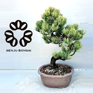 y~́z ~ BONSAI ̖؁iܗtFSE}cjȂ 6 F Eh 픫 1 }c  ̖ Pinus parviflora Japanese White Pine