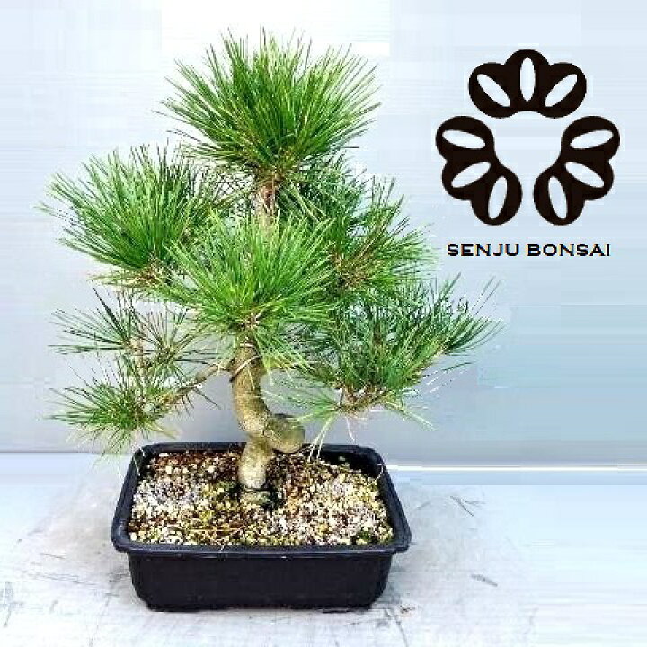 楽天市場】【千寿盆栽】 盆栽 BONSAI 松の木（黒松：クロマツ） 8号 
