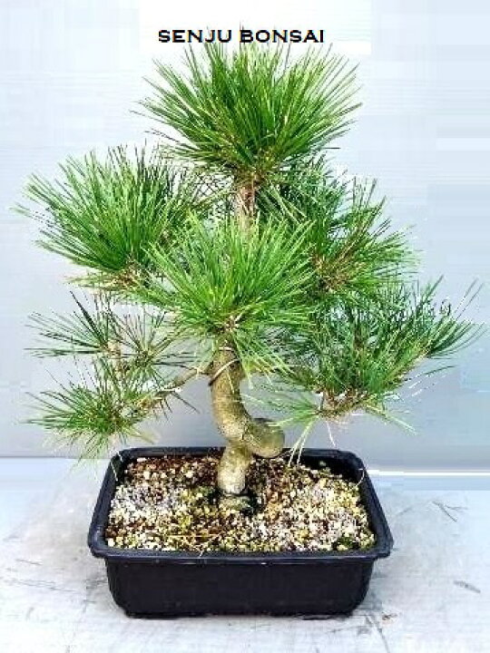 楽天市場】【千寿盆栽】 盆栽 BONSAI 松の木（黒松：クロマツ） 8号 