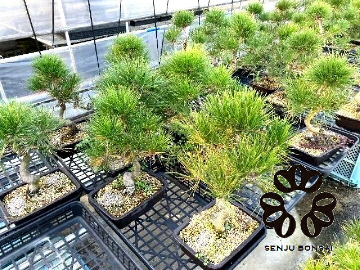 楽天市場】【千寿盆栽】 盆栽 BONSAI 松の木（黒松：クロマツ） 8号  