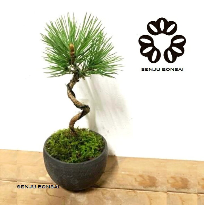 楽天市場】【千寿盆栽】 盆栽 BONSAI 松の木（ミカワクロマツ：三河 