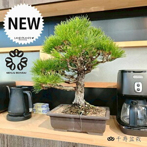 y1_zy~́z ~ BONSAI iFMATSUjO ^ ` GD Aؔ N}c }c  ̖ Y j I}c yύEĕz i~ ȉ~