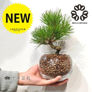 �y����~�́z �~�� BONSAI �i���FMATSU�j �{�[���^ �K���X�e�� 1�� �y�n�C�h���{�[���A���z �N���}�c �}�c �� ���̖� �Y�� �j�� �I�}�c �n�C�h���R�[�� ���A���� �Ԋ� �ԕr Pinus thunbergii