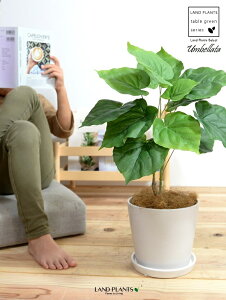 y z Ex[^ iR`j 5`6TCY F Eh 픫 MTCY ϗt ϗtA CeAO[ A[gt[ A[eBtBVt[ asca AXJ  y {