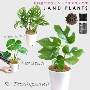 �y�����X�e���Z���N�g 3�_�Z�b�g�{��M3���{�엿�z �E�q�������X�e�� ���F�v���X�`�b�N��4�� 1�_ �E�}�h�J�Y�� ���F�v���X�`�b�N��4�� 1�_ �E�����X�e�� ���F�v���X�`�b�N��4�� 1�_ �Eevo�A��