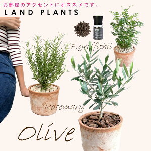 �yGarden Plants�Z���N�g 3�_�Z�b�g�{�엿�z �E�I���[�u ���F MOSSPOT 1�_ �E���[�Y�}���[ ���F MOSSPOT 1�_ �E�V�}�g�l���R ���F MOSSPOT 1�_ �Eevo�A�����C�엿 1�_