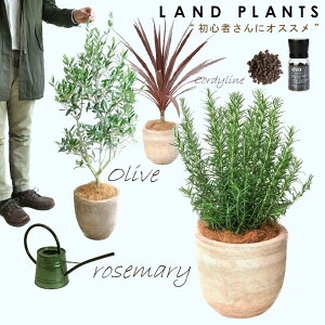 【8号 Garden Plants セレクト 5点セット】 ・オリーブ デザインの良い陶器鉢 1点 ・ローズマリー デザインの良い陶器鉢 1点 ・レッドスター デザインの良い陶器鉢 1点 ・evo植物元気肥料 1点 ・GRE