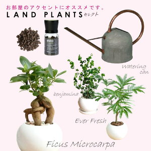 �y�Z���N�g�ϗt 5�_�Z�b�g�{��M3���z �E�K�W���}�� ���� 1�_ �E�o���b�N ���� 1�_ �E�G�o�[�t���b�V�� ���� 1�_ �Eevo�A�����C�엿 1�_ �EAGED �W���[��1.4L 1�_ 81614