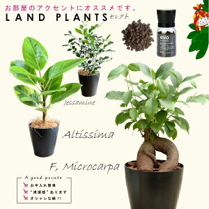 �y�������ϗt�Z���N�g 3�_�Z�b�g�{��M3���{�엿�z �E�K�W���}�� ���F�v���X�`�b�N��4�� 1�_ �E�A���e�V�[�} ���F�v���X�`�b�N��4�� 1�_ �E�V���N�W���X�~�� ���F�v���X�`�b�N��4�� 1�_ �Eevo