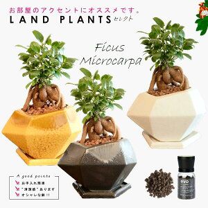 �y�K�W���}���Z���N�g 3�_�Z�b�g�{��M3���{�엿�z �E�K�W���}�� ���F�|���S�����픫 1�_ �E�K�W���}�� ���F�|���S�����픫 1�_ �E�K�W���}�� ���F�|���S�����픫 1�_ �Eevo�A�����C�엿 1�_