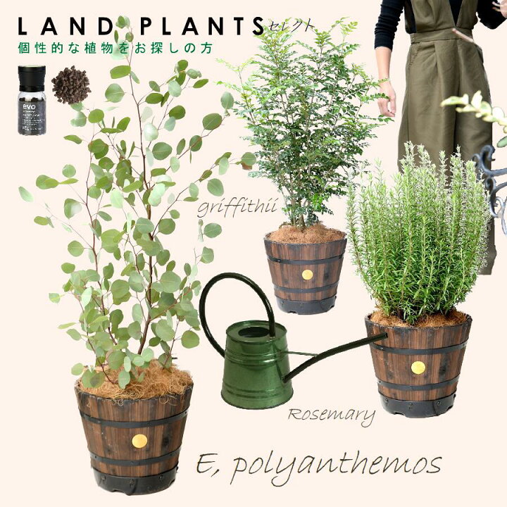 楽天市場】【8号 Garden Plants セレクト 5点セット】 ・ユーカリ 