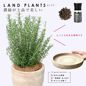 �y�엿�Z�b�g�{��M�z �E���[�Y�}���[ �f�U�C���̗ǂ� �e���R�b�^�� 1�_ �Eevo�A�����C�엿 1�_ �E���F �ی^ ���퐻�i�G�b�O�^ ���E���h�p�j1�_