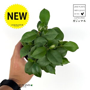 KW}iFlQj 4 vX`bNc 1 ܂  K̖ LWi[  חt  Վ  Ficus microcarpa