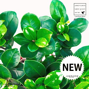 KW}iFږ؁j 4 vX`bNc 1 KW} ڂ ܂  K̖ LWi[  חt  Վ  Ficus microcarpa
