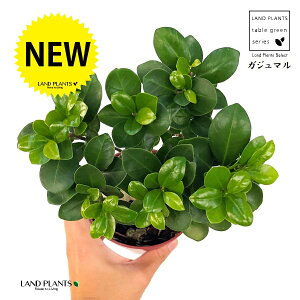 KW}iFږ؁j 4 vX`bNc 1 KW} ڂ ܂  K̖ LWi[  חt  Վ  Ficus microcarpa